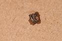 Zosis_geniculata_D7695_Z_88_The Gap_Australie